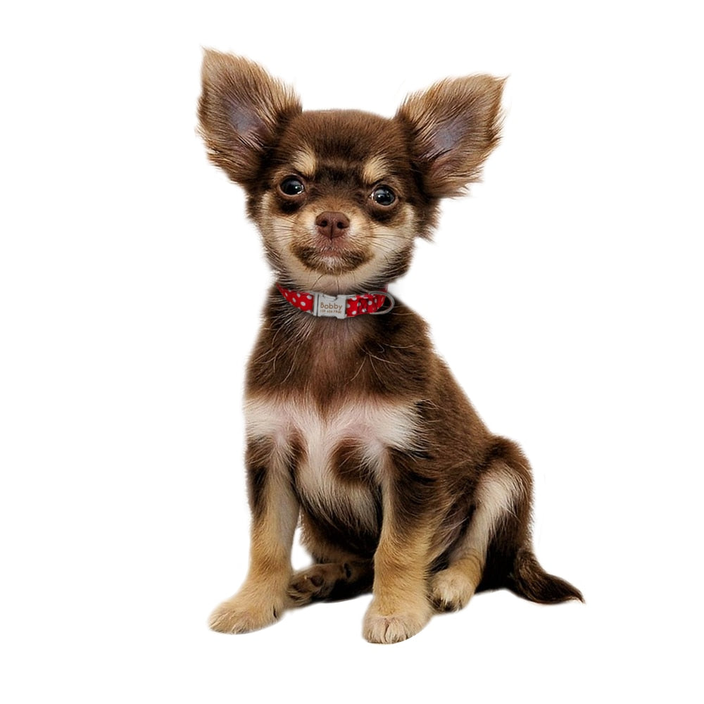 Personazlied Dog Collar Customized Pet Collar Nylon Anti-lost Nameplate Tags Engraved Collar The Clothing Company Sydney