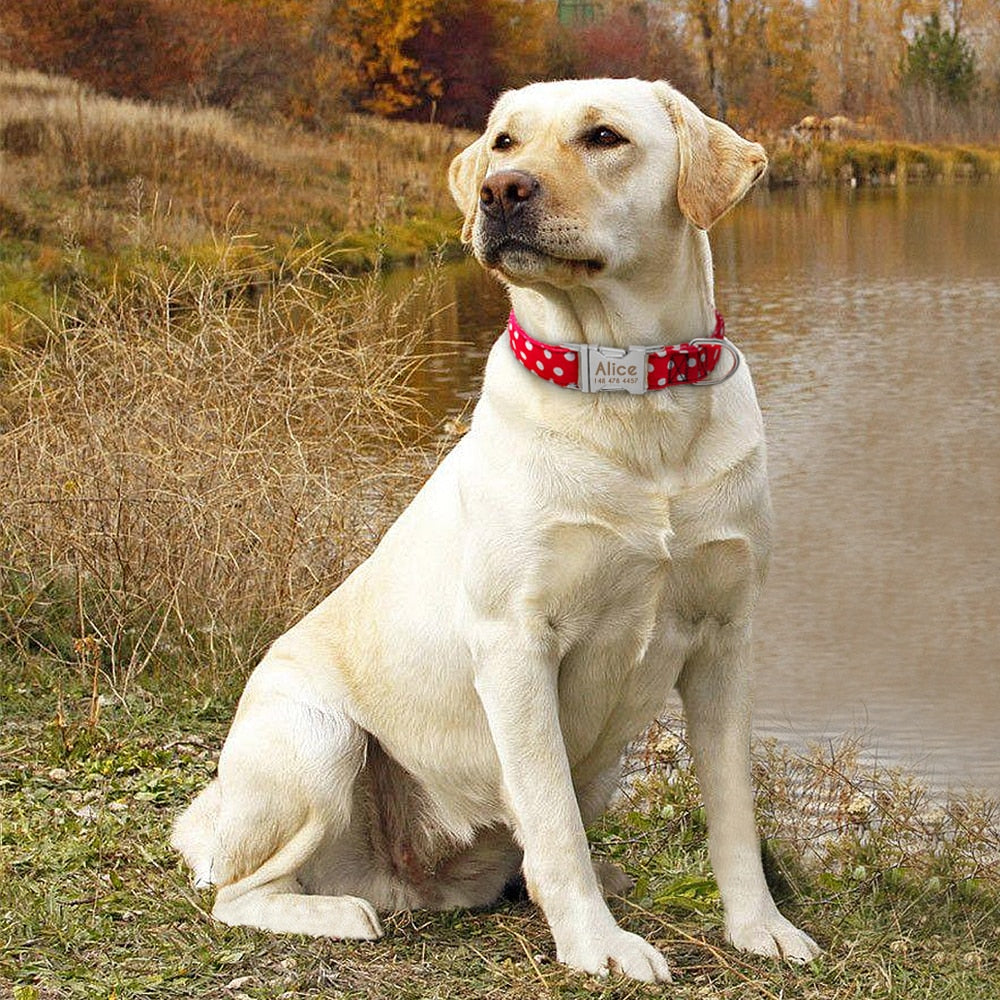 Personazlied Dog Collar Customized Pet Collar Nylon Anti-lost Nameplate Tags Engraved Collar The Clothing Company Sydney